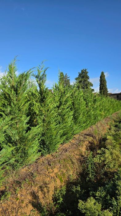 Leylandy cupressocyparis (tuia leylandii)