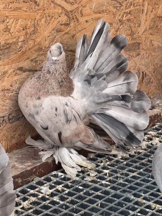 Vand Voltati indieni