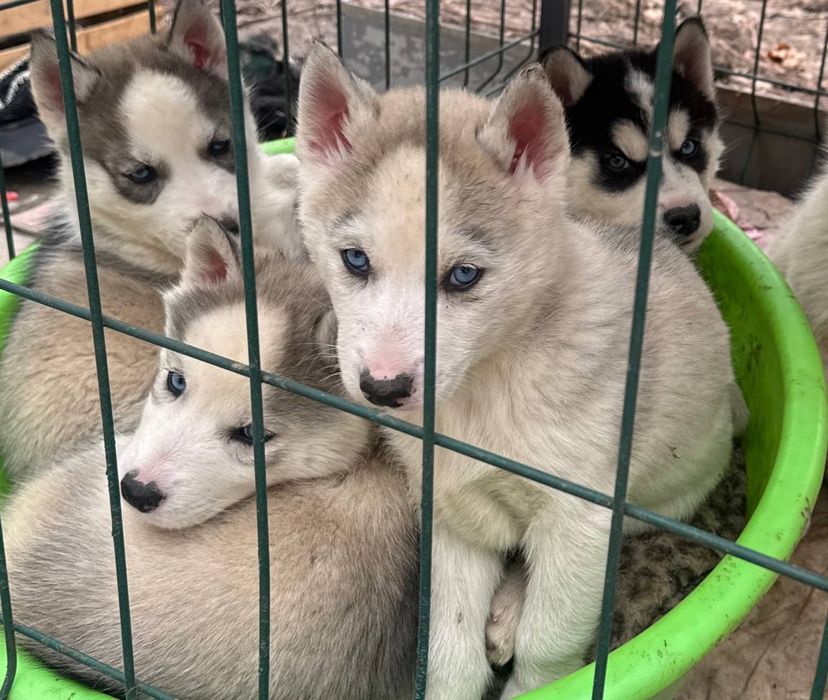 Щенки хаски, чистокровные