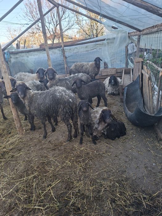 Vand OI carabase tinere fără miei