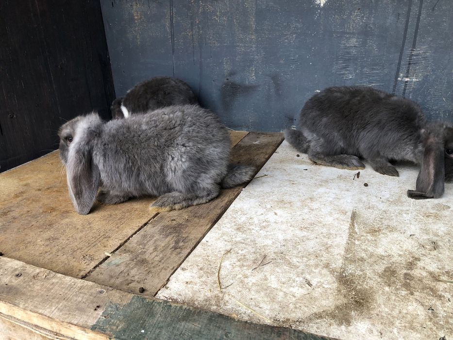 Berrbec German Masculi