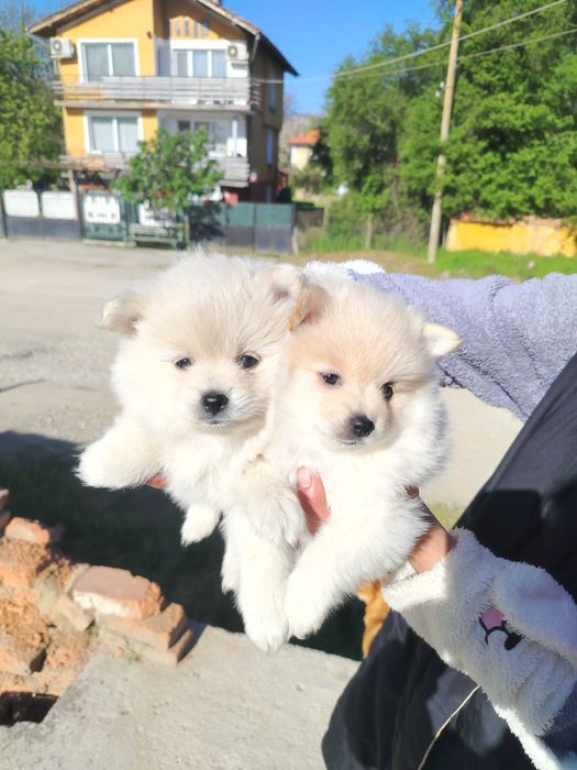 Померани малки кучета