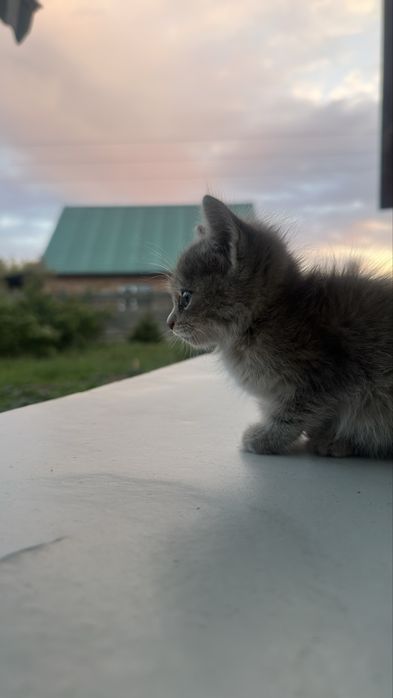 Отдам котенка в добрые руки