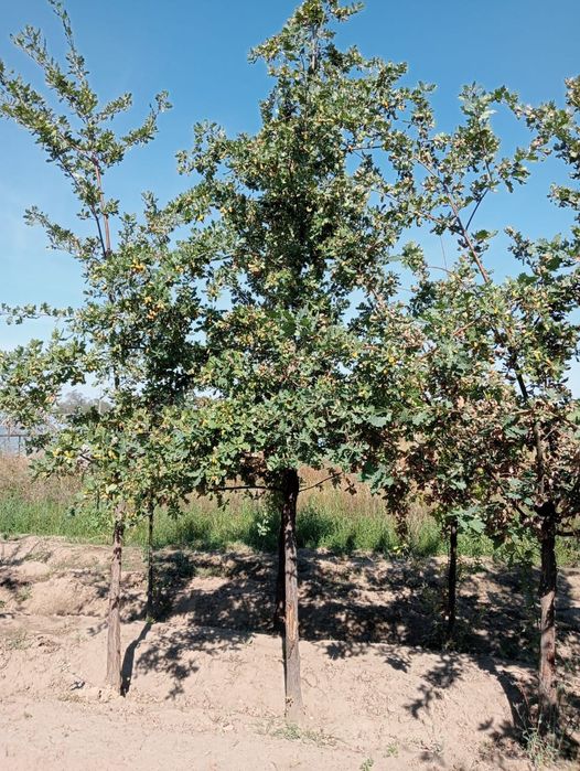 Катальпа Липа Дуб крупномеры