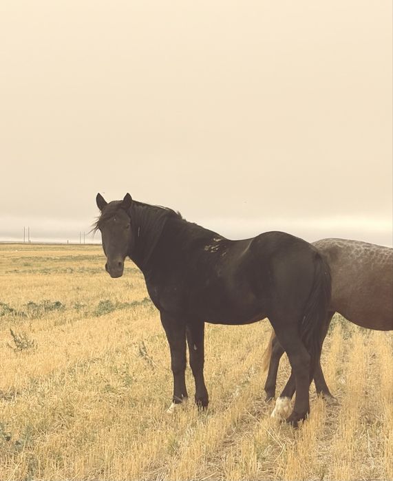 Айғыр сатылады міңгі