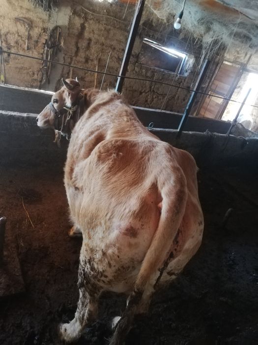 сиыр бұзаулы сатылады