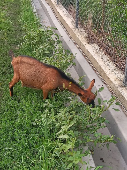 Țapi Alpina Franceza