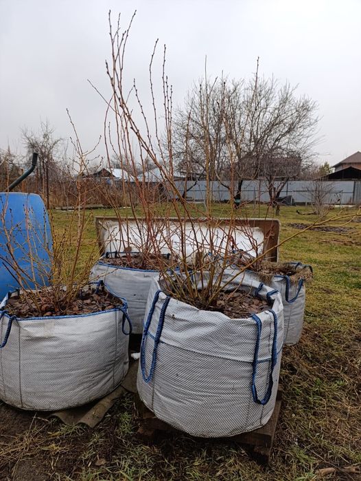 Голубика. Сорта: Элизабет, Чиппева, Бонус.