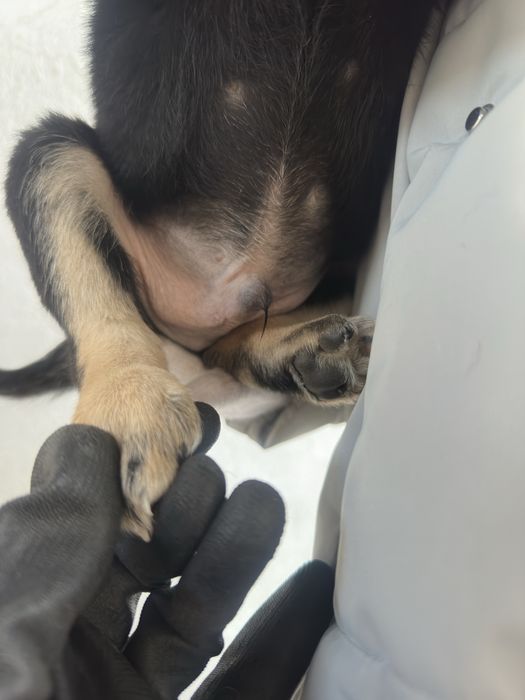 Мальчик щенок ищет дом