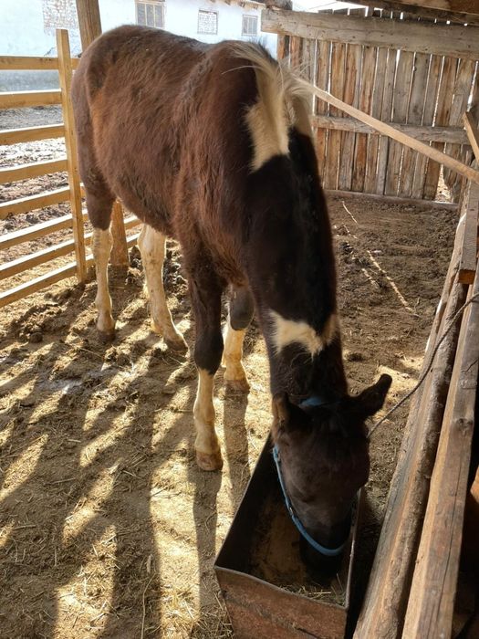 Еркек тай 1жарым жасар