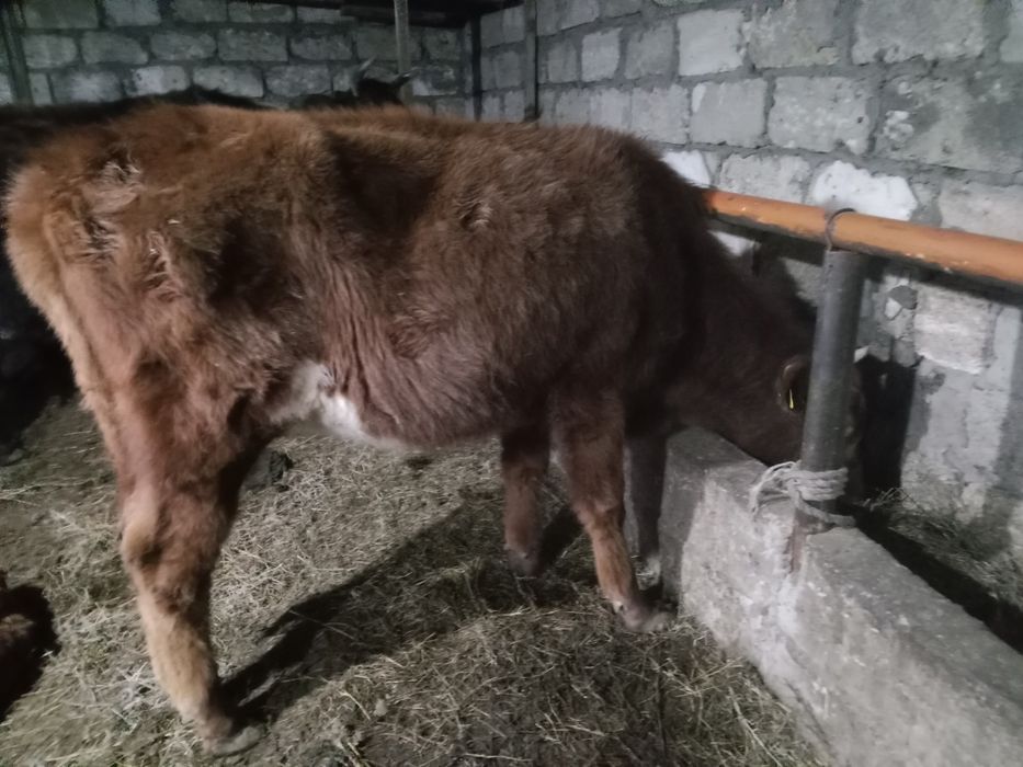 ұрғашы баспақ сатылады