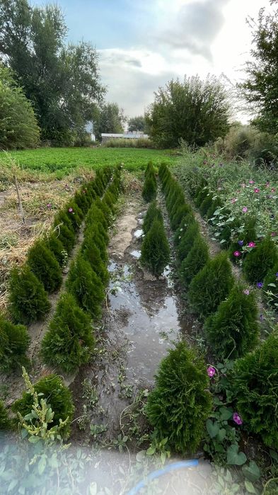 Продам Туи Смарагд