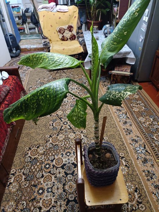 Цветы комнатные разные