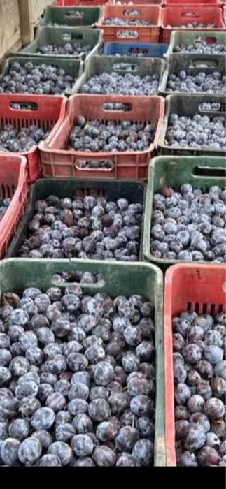 Prune de țuică de vânzare – Prune coapte și dulci, perfecte pentru cazan