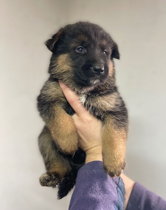 Бронь на щенеков немецкой овчарки