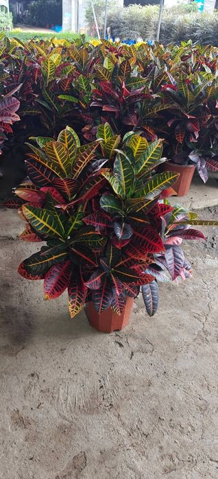 Очень красивые цветы