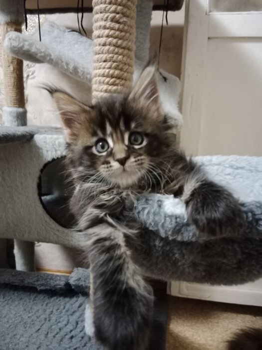 Мейн-кун девочка