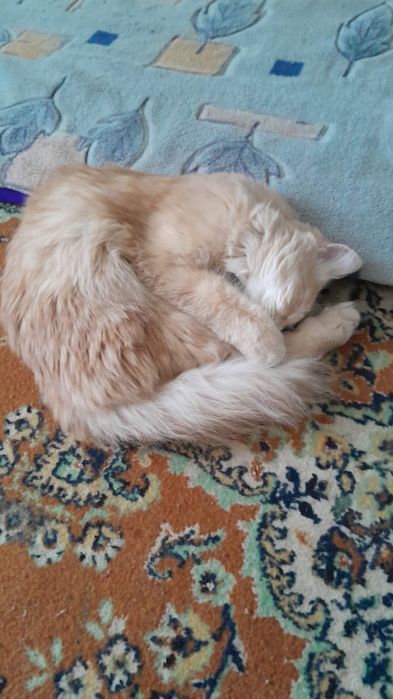 Потерялся кот по кличке симба