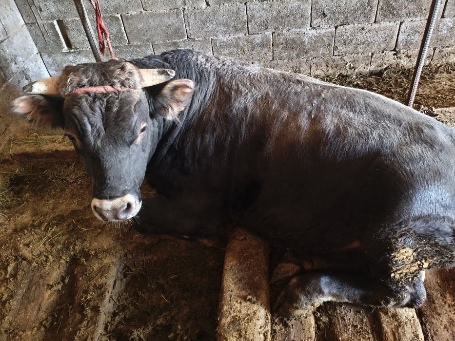 Продаю Быка через веса