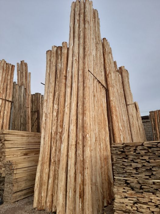 Tere to'sin mahsulotlari