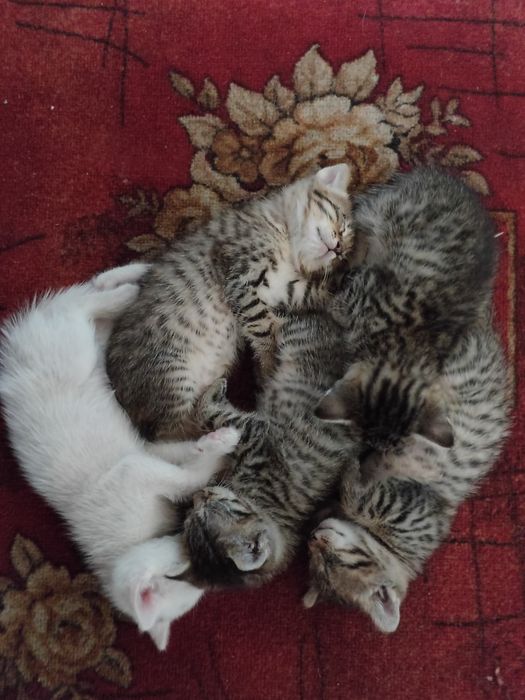 Отдам котят в добрые руки