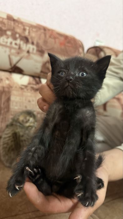Отдаем котят в добрые руки