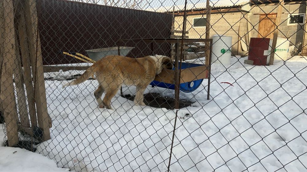 Шенок собака ит күшік