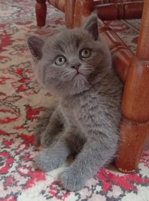 Продаются котята