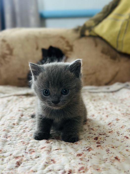 Отдам котят в хорошие руки