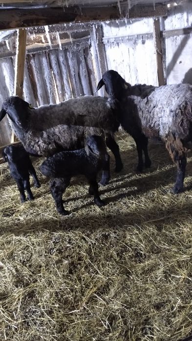 Продам овец эдельбаи котные все