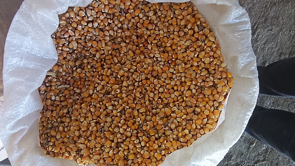 Makka joʻxori  urugʻlik