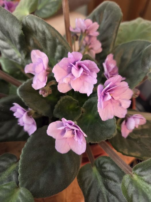 Продам фиалки цветущие