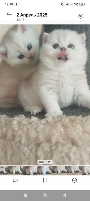 Сотилади Британский Шиншилла Чистокровный Угл &Киз бола