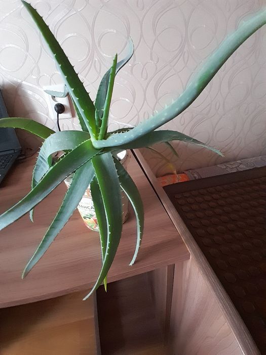 Продам алоэ лечебное