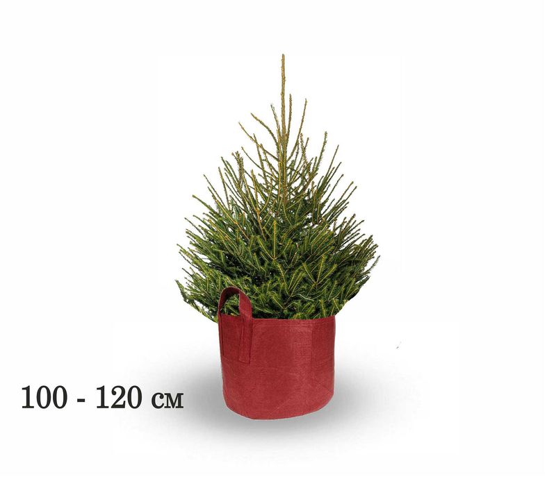 ЖИВИ Коледни елхи В САКСИЯ, с корени - ПРОМО -78%