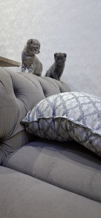 Шотландские вислоухие котята