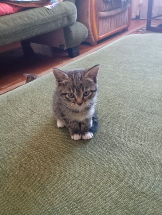 Отдам котенка.2 месяца.кушает сам. Кот. Есть ещё кошечка трёх цветка.