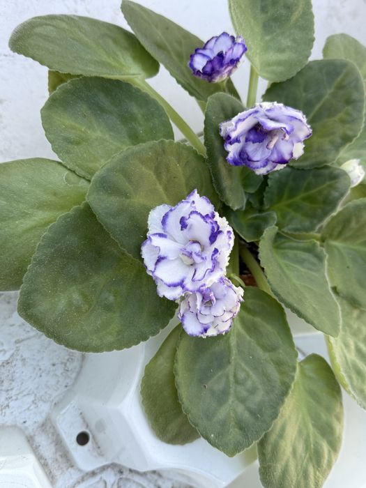 Комнатные цветы.