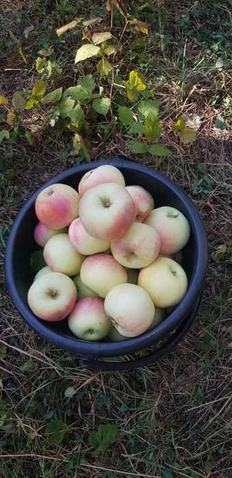 Яблочный сад, частная собственность