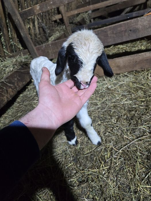 Miei pt sacrificat de paste