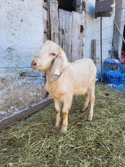 Țapi tapi tapi tapi