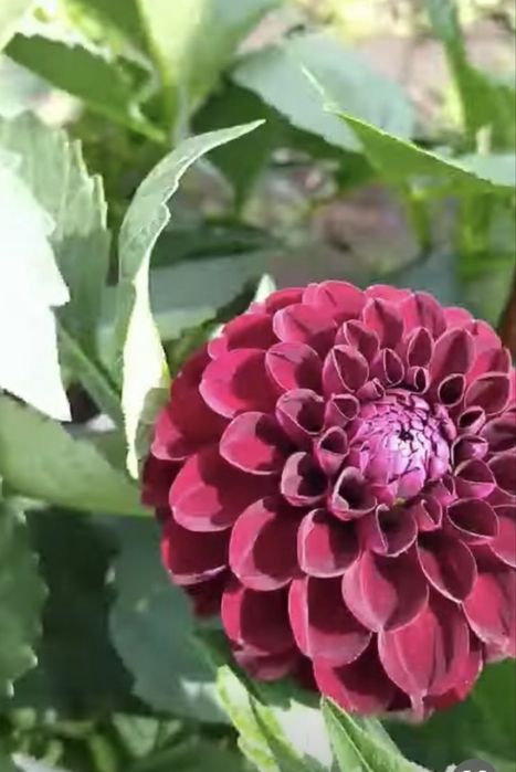 готовые саженцы Георгины