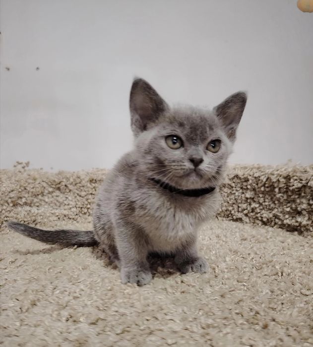 Европейская бурма