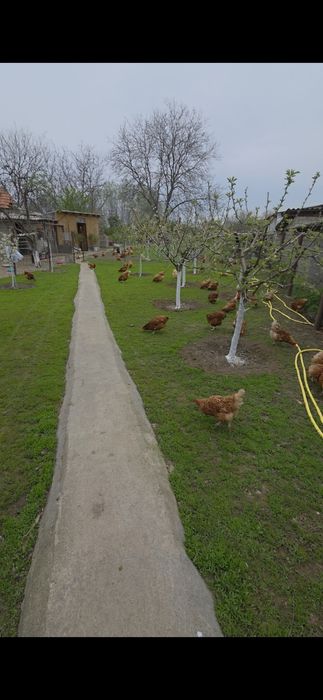 Oua de tara proaspete