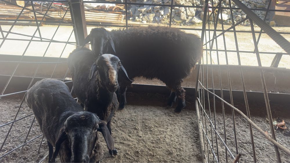 Кошкарлар сатылдады