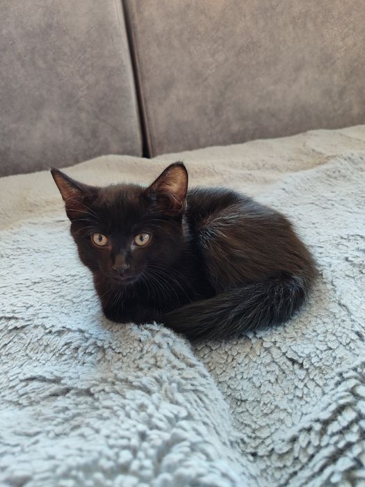 Отдам кошечку девочку 2 месяца