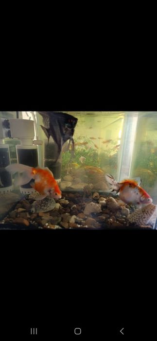 Продам 2 аквариума