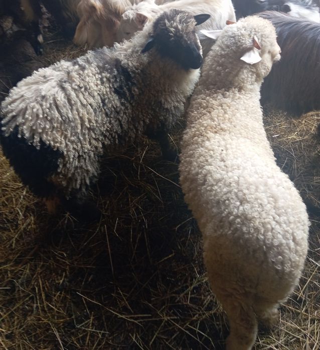 De vânzare doi miei