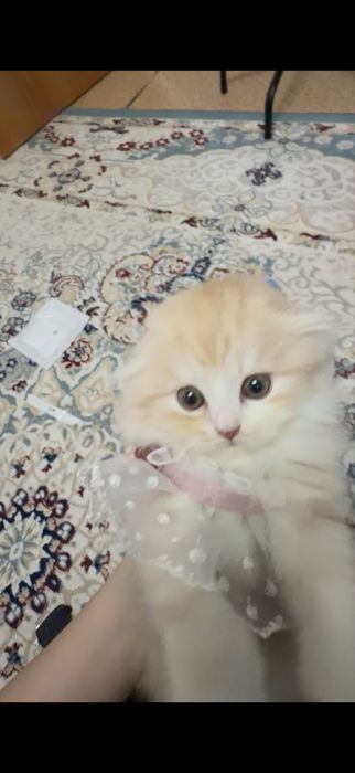 Scottish Fold кошечка