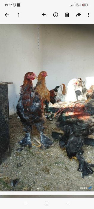 Петухи брама продам